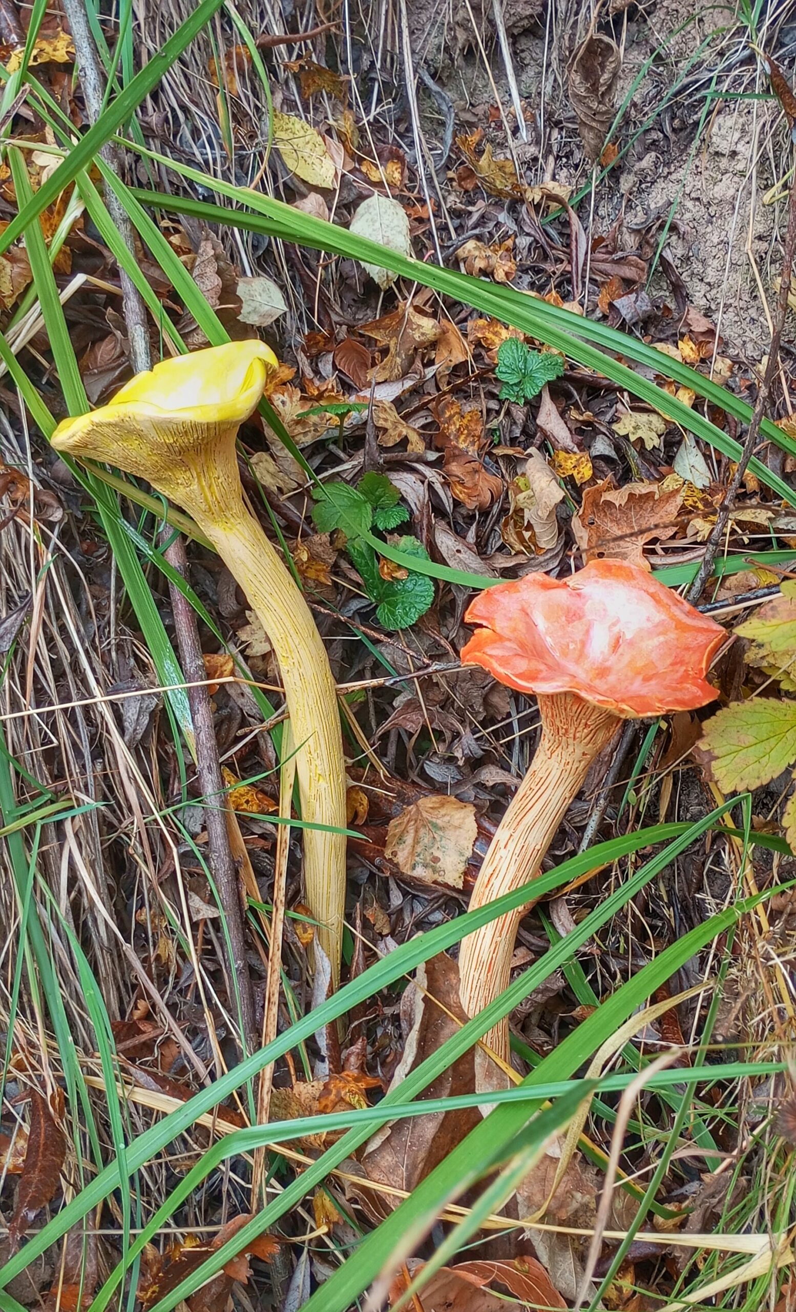 Dekorativní houba - LIŠKA velká/oranžová
